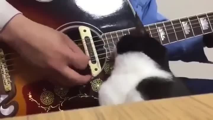 Зачем гитара, когда есть кот!😄