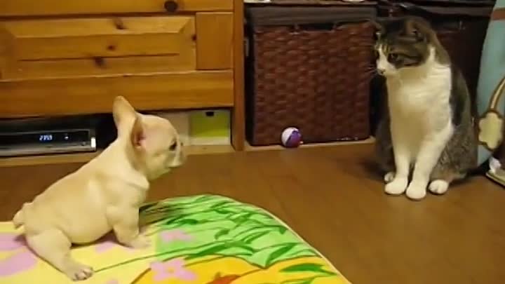 Щенок первый раз увидел кота
