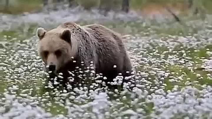 Медведица с медвежатами гуляют в поле пушицы 😊