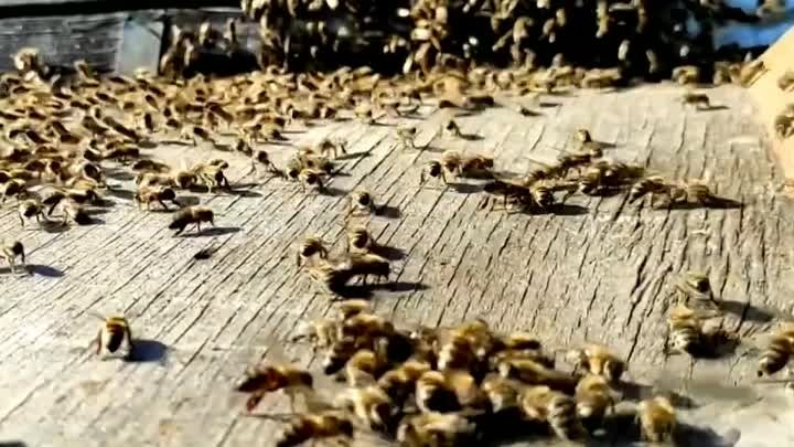 Рой пчёл заходит в улей 