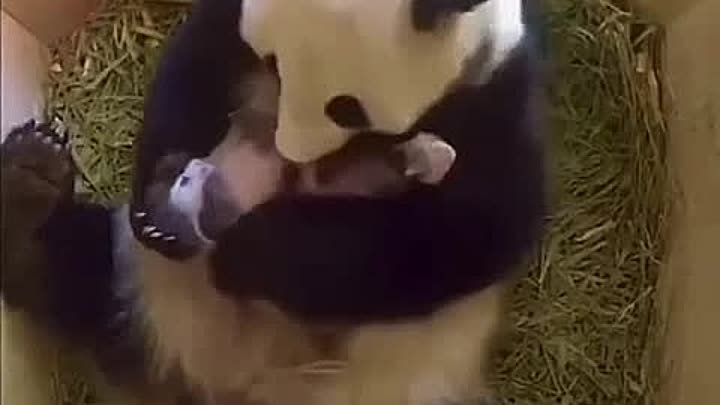 Панда и ее детки 🥰