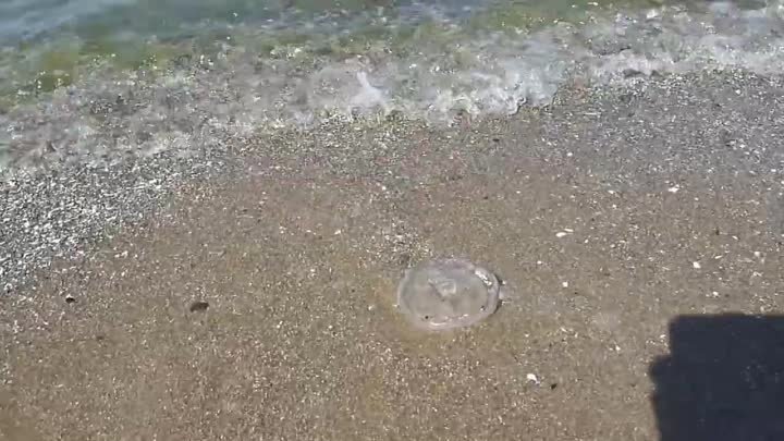 медузы на море
