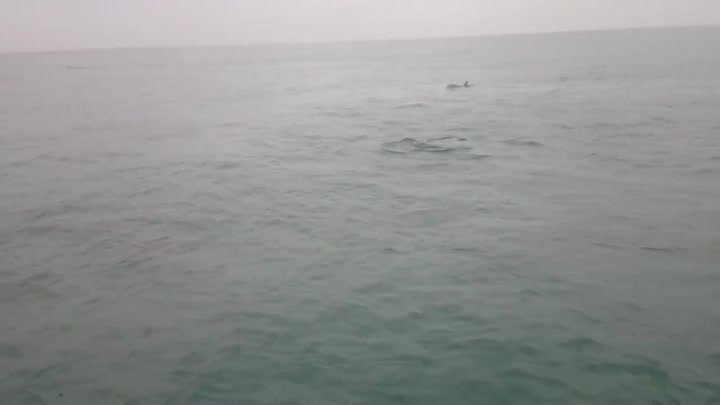 Дельфины в Сочи на Черном Море