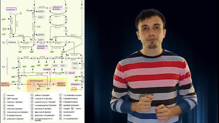 Сахарный диабет 2 типа Меню при сахарном диабете Лечение диабета (Це ...