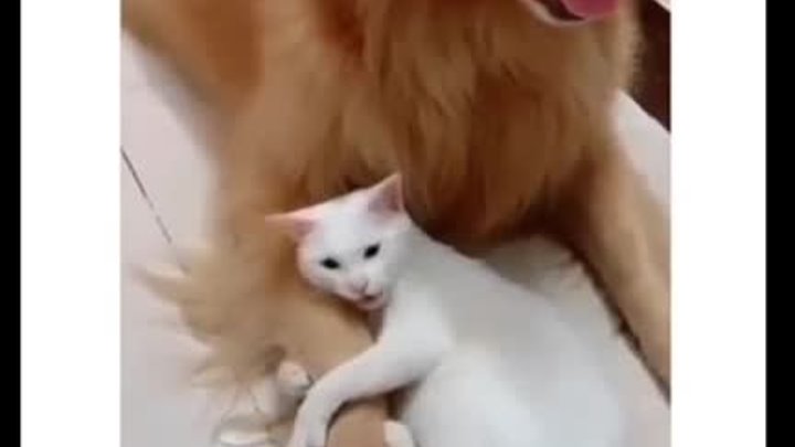 Заведи себе собаку, и трогай ее! А это мой Шарик!😼🐶