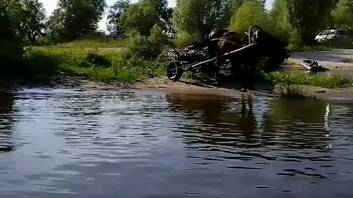 Припятские мотивы)🐴🐴🐴