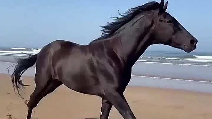 Быстрее ветра 😍🐎❤️