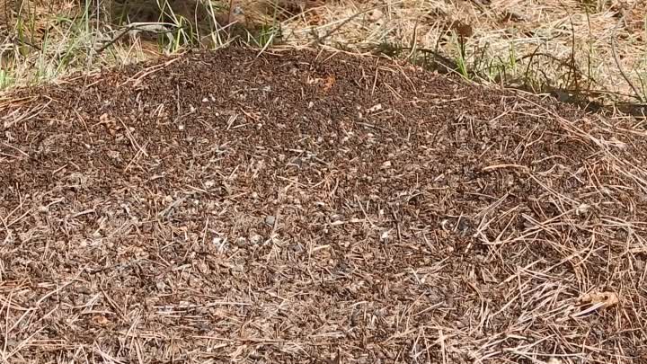 DSCN4033 Потеплело ,лесной муравейник проснулся .Муравьи все в работе .