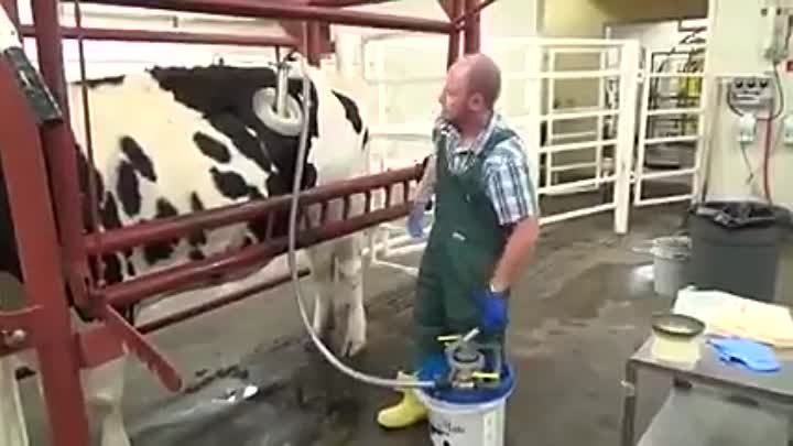 Эко коровы в Румынии. Бедному животному больше не нужно жевать пищу  ...