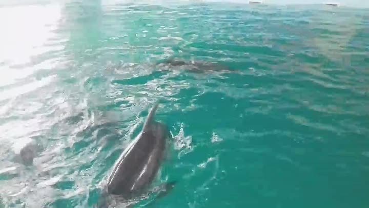 Дельфины в сочи