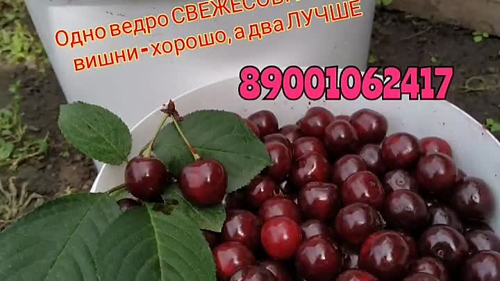 Вишенка🍒🍒🍒КИСЕЛЕВСК