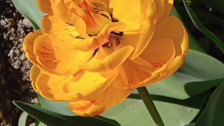 Парад тюльпанов в моём саду.....