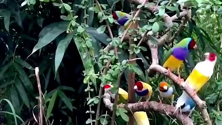 Веселые птички