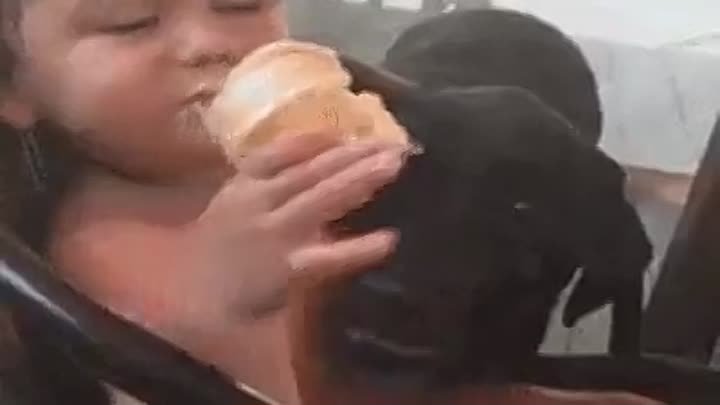 собака сьедает мороженное