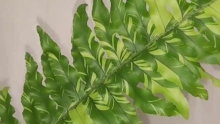 Папоротник нефролепис Tiger fern