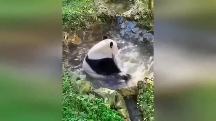 Панды - самые беззаботные создания на этой планете!🐼🤟😅