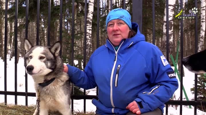 Аляскинский хаски vs Чукотская ездовая