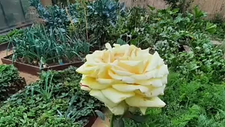 Черенкование розы