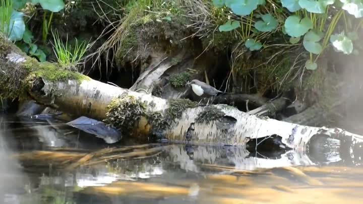 Оляпка на реке Миасс