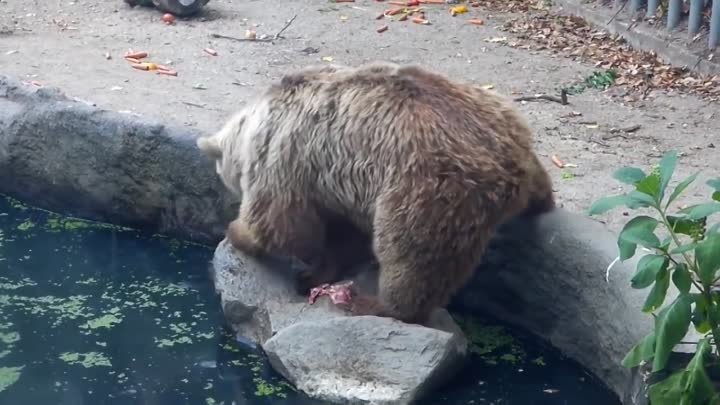 Медведь спасает ворону из пруда