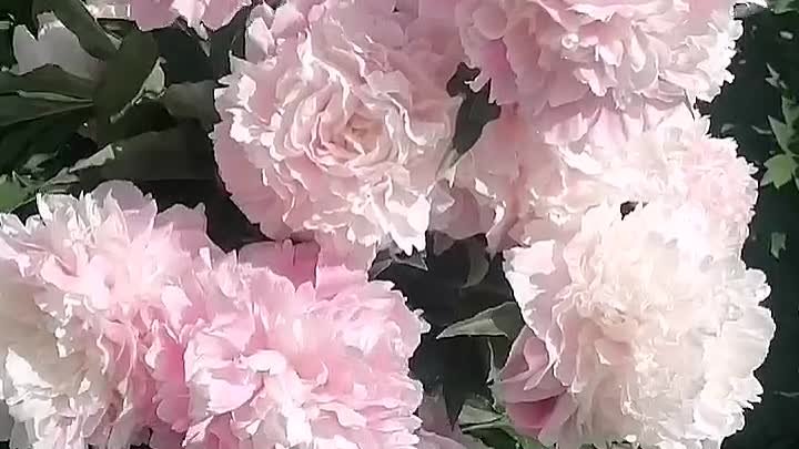 Красивое цветение пионов в моём саду 🔥