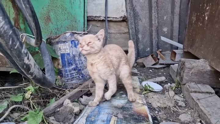 💔😢 Бездомный кот радовался | Он понял что мы приехали за ним чтобы ...