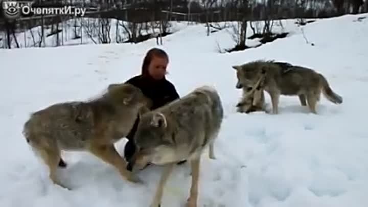 Волки помнят добро