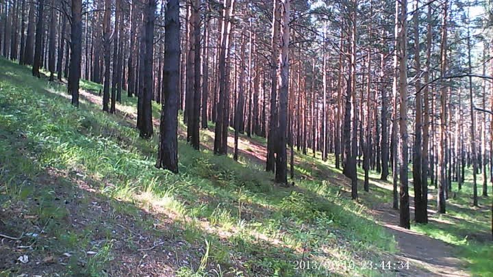 Пруд, сосновый бор.