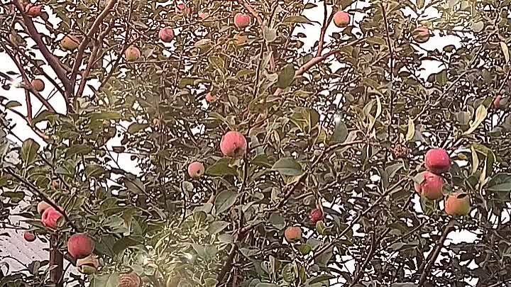 Яблочки