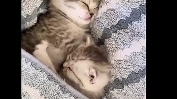 Маленькое сонное царство!)😽