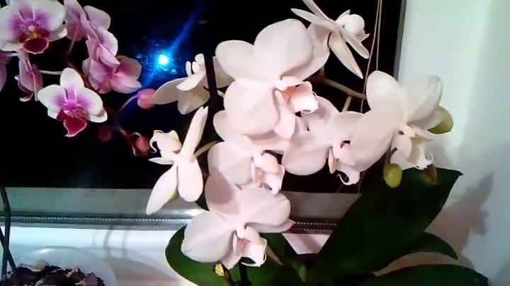 Детки орхидеи из своих семян. С чего всё начиналось