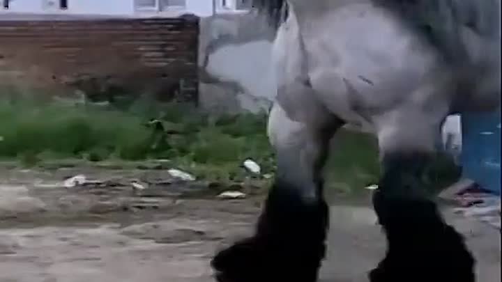 Грузовик среди лошадей