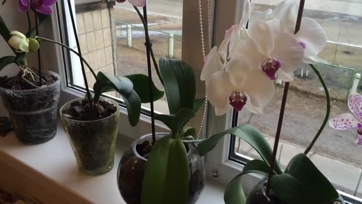 Как Добиться Цветения Орхидей