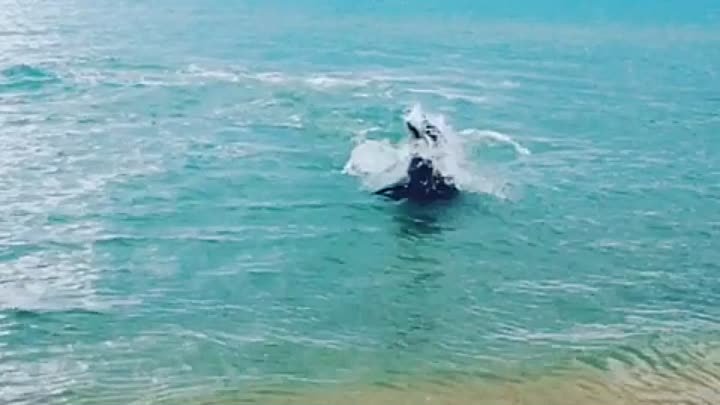 Дельфины в Анапе
