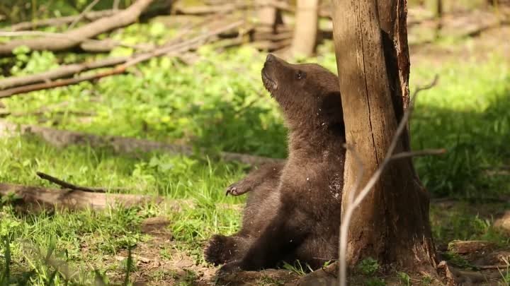 Медок развивается