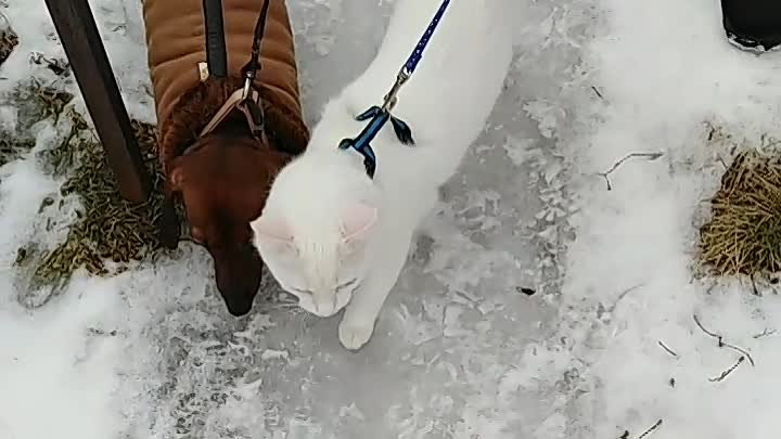 Котька первый раз на улице на поводке, таксочку Клео его нашла летом ...