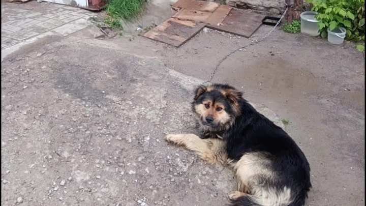 Пёс вывезенный из под обстрелов Харькова, был прикован к помойке Кур ...