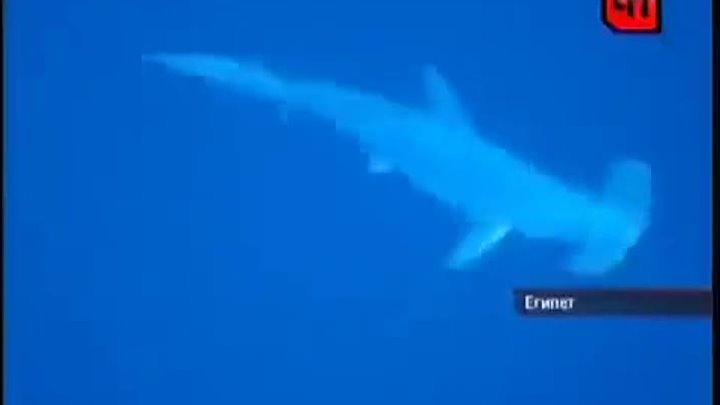 Пьяный серб убил акулу жопой