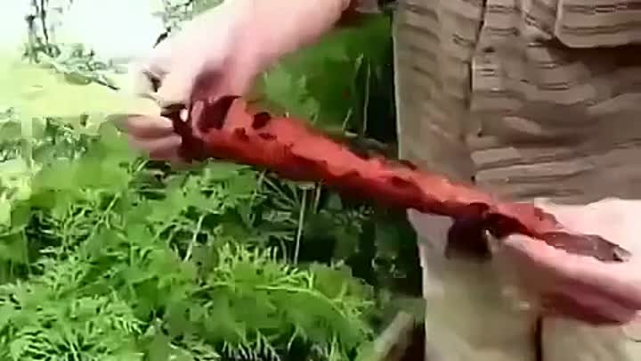 Необычное выращивание моркови