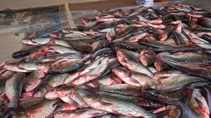 Приготовили 300 кг Рыбы и угостили всех! Как Узбеки Жарят рыбу! Туй продолжается