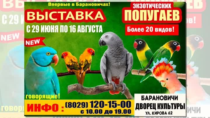 Выставка попугаев в Барановичах - 20 сек