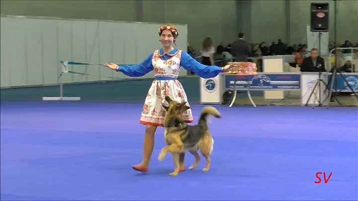 Танцы с собаками.  ( Спортивная дрессировка  собак.) Россия.