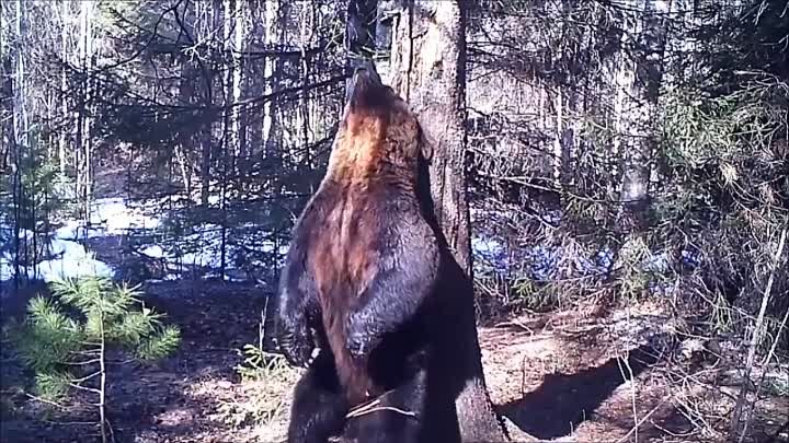 Медведь Ферапонт танцует в Висимском заповеднике