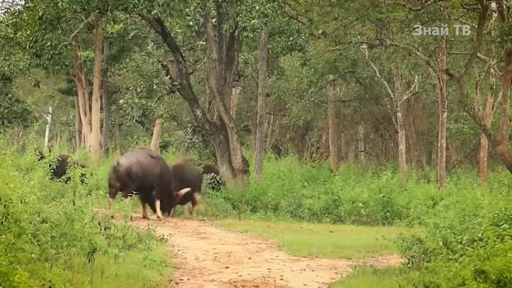 ГАУР - Самый крупный бык, который гоняет медведей и ест грязь