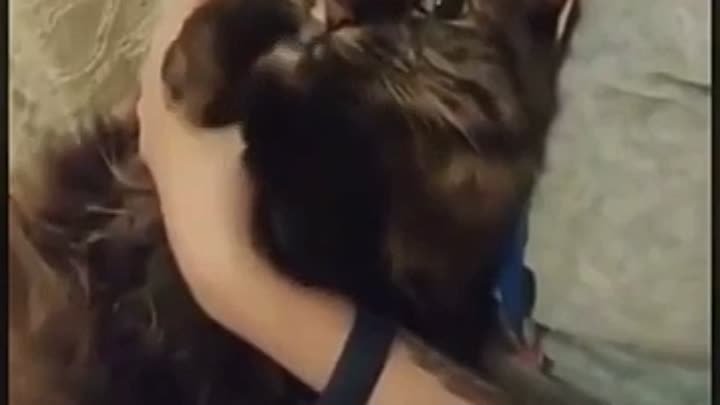 Видео от Тайная жизнь вашего кота