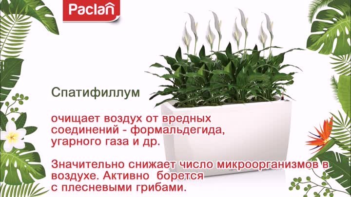 Советы от Paclan. 7 полезных растений для дома