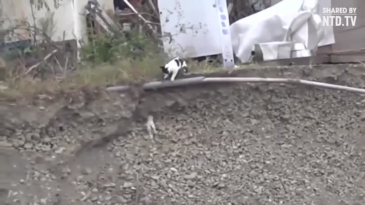 Кошка не смогла пройти мимо и помогла щенку выбраться из ямы
