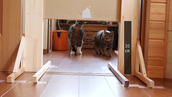 Японец проверил как его коты пролазят в щель