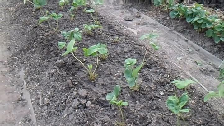 Посадка клубники, выращивание клубники с закрытой корневой системой