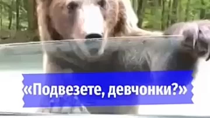 Подвезёте, девчонки?!